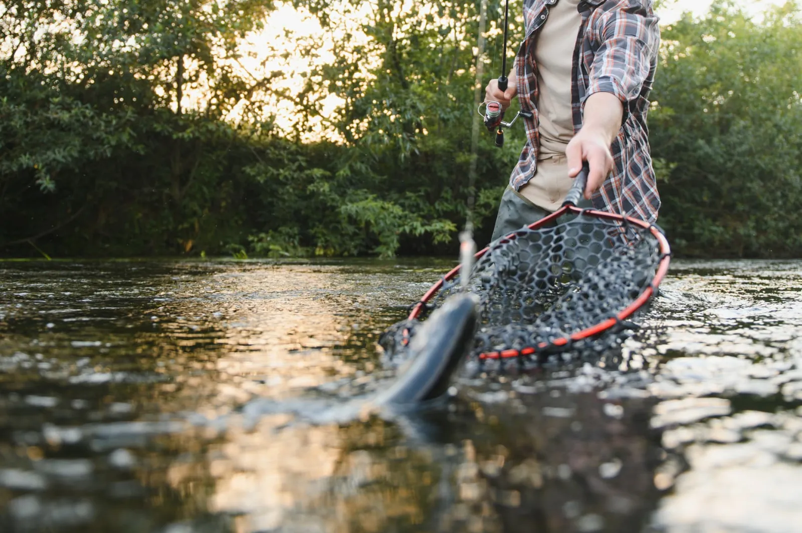 Angler netting a trout in a shallow river