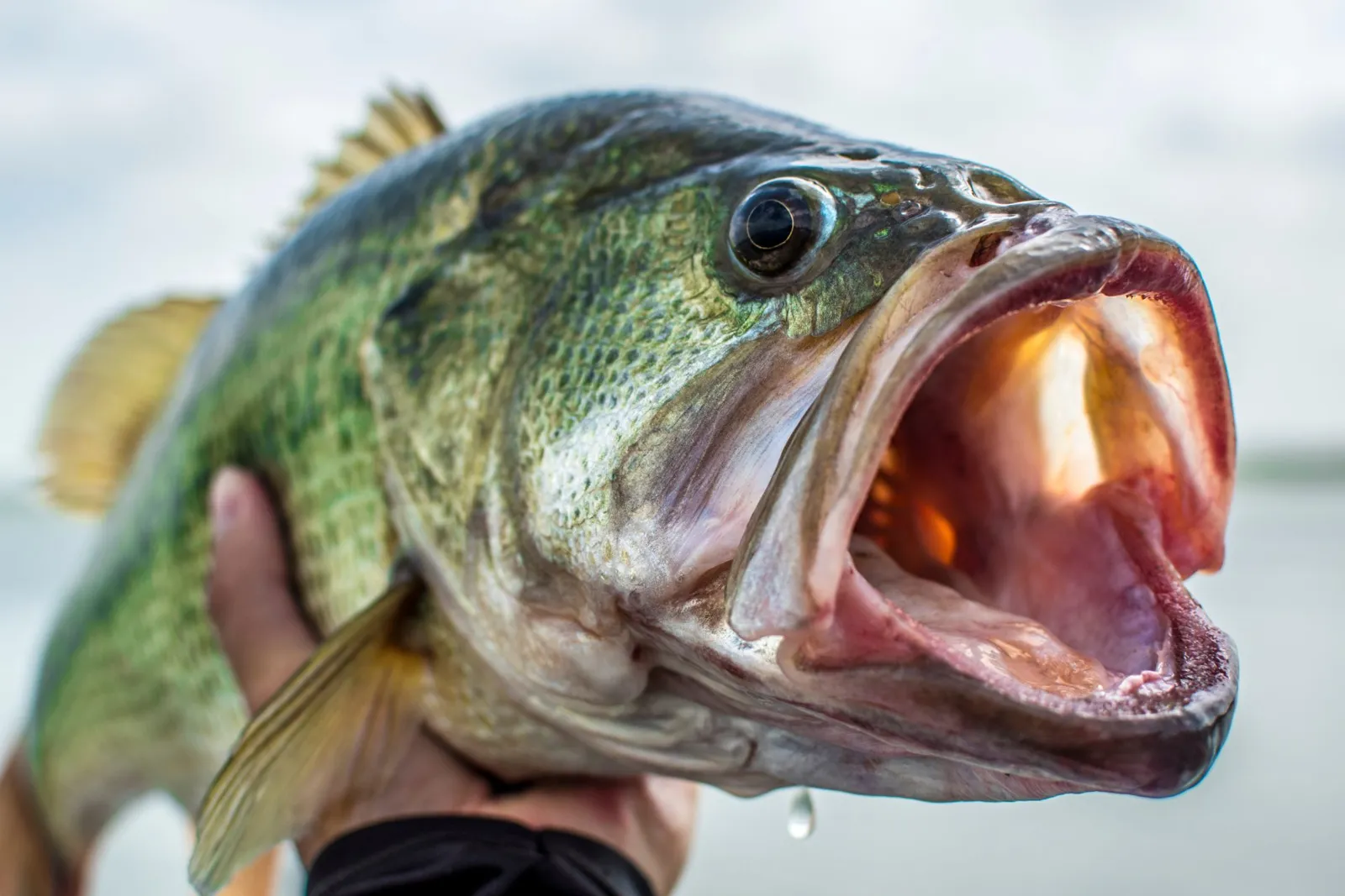 Angler holding a largemouth bass by the jaw