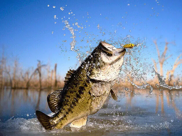 Largemouth bass jumping with a topwater lure in its mouth
