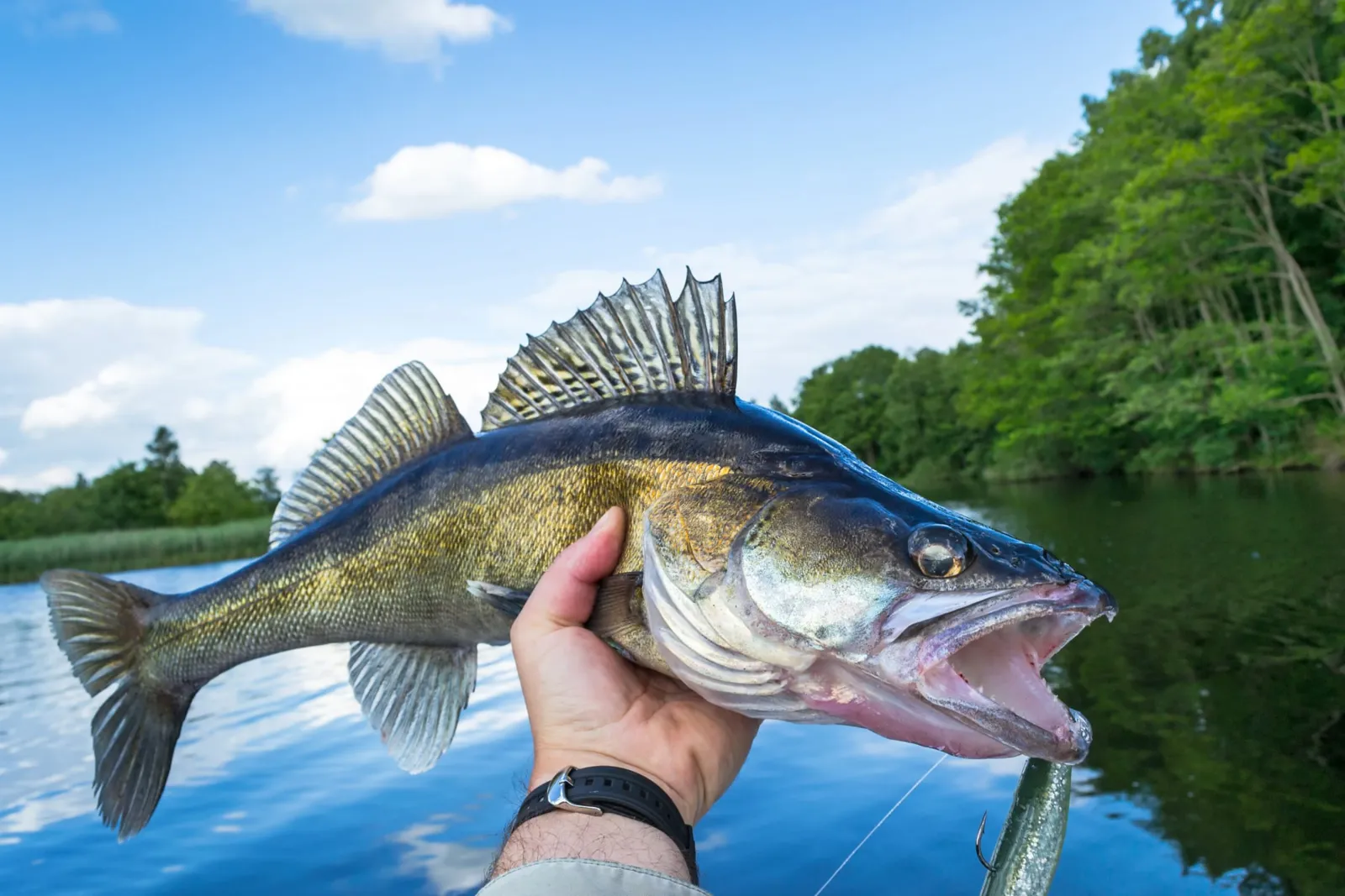 Walleye caught on a soft plastic, held over a calm lake