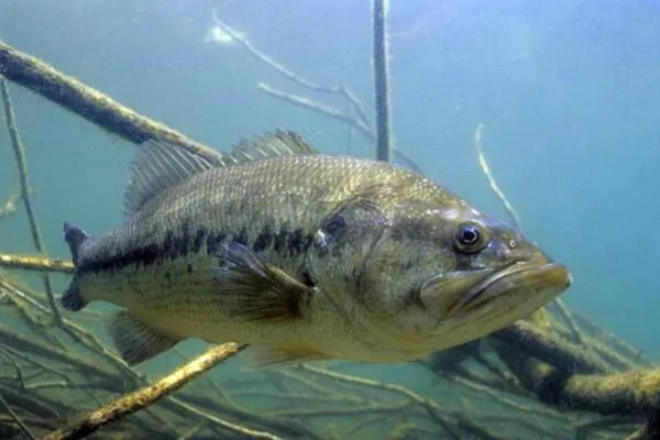 Largemouth bass holding near submerged timber