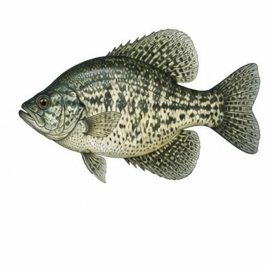 Illustration of Black Crappie