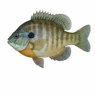 Illustration of Bluegill